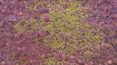 Moss or algae on desert rocks.