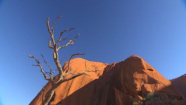 Low angle bare tree with Uluru
