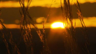 Sunset grass stalks wind horizon silhouette