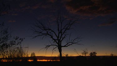 Iconic Australian Bush desert scene billabong tree sunset