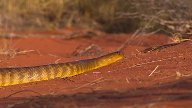 Very large Woma python snake