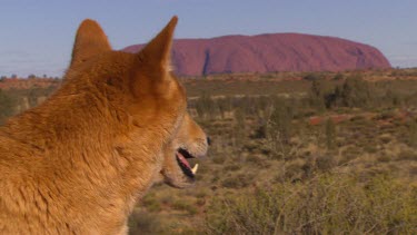 Yellow dingo with Uluru in background, panting.