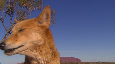 Yellow dingo with Uluru in background, licking lips.