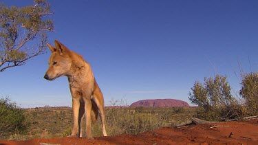 Yellow dingo with Uluru in background, turns to walk away.