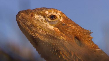 Bearded dragon lizard face