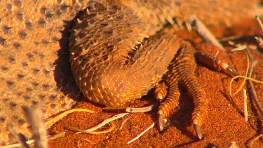 Bearded dragon lizard rear leg with claws