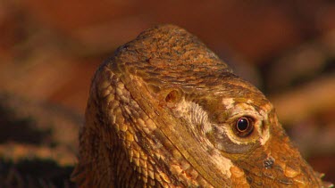 Bearded dragon lizard face head.