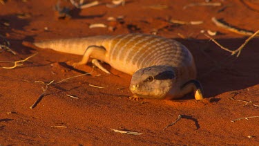 Centralian Blue-tongued lizard. Central Desert Uluru.