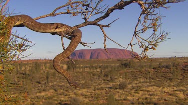 CM0035-GTV-0016413 snake in tree with Uluru in background. Possible sp Stimpson's python. Hiding in a tree