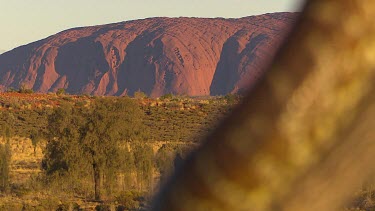 Rack focus. Close up of snake's scales as it climbs tree. Uluru in background.