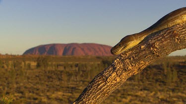 Python climbing down tree, slithering, see close up of head. Uluru in background