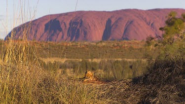 Bearded dragon lizard with Uluru in background, hidden in grass.