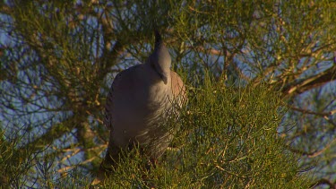 Crested pigeon in tree
