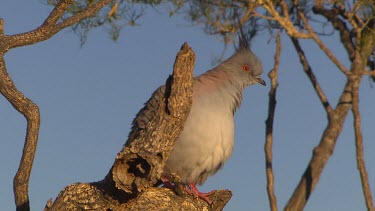 Crested pigeon in tree, puffs out chest.