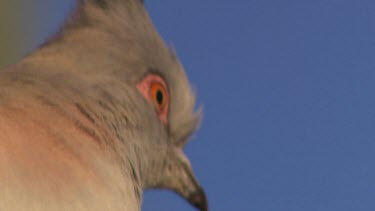 Crested pigeon in tree close up of red orange eye.