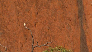 Crested pigeon in tree with red rock of Uluru in background