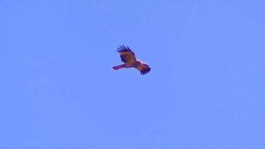 Bird of prey flying. Sp Eagle? Possibly Nankeen kestrel