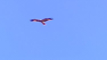 Bird of prey flying. Sp Eagle? Possibly Nankeen kestrel