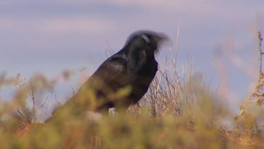 Australian Raven squawking calling. Blue eyes, black plumage.