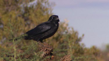 Australian Raven. Blue eyes, black plumage.