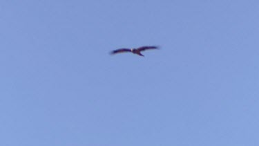 Bird of prey flying. Sp Eagle?