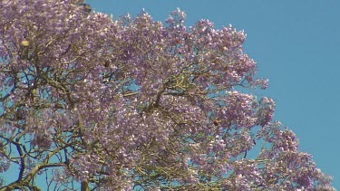 Tree with purple flowers, blowing in wind