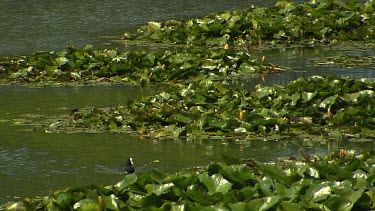 Eurasian coot swimming in lake with waterlillies, coot is black with snowy white bill and forehead shield