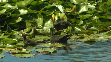 Dusky moorhen. Protective mother and ducklings swimming near to waterlilies for shelter.