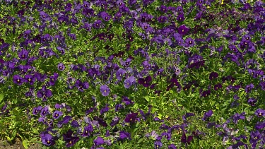 Purple pansy flowers, pansies. Large bed