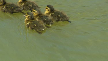 Very cute ducklings Pacific black duck swimming water lilies in lake. See webbed-feet. Swimming close to mother for protection.