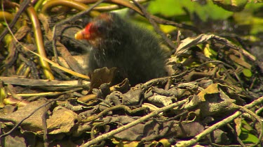 Dusky moorhen chick duckling soft downy black feathers and red and yellow bill. Sitting on nest