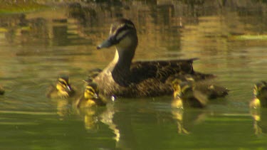 Pacific black duck, mother swimming protectively with ducklings. Brown stripe across eye bordered with cream colour.
