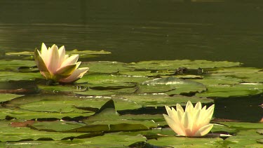 White Water lily in lake close up. Lilly pads.