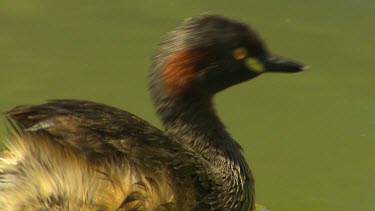 Australasian grebe, small water bird, Breeding season plumage glossy-black head and a rich chestnut facial stripe. Patch of skin at base of bill is bright yellow. Swimming.