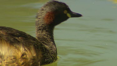 Australasian grebe, small water bird, Breeding season plumage glossy-black head and a rich chestnut facial stripe. Patch of skin at base of bill is bright yellow. Swimming.