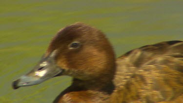 Duck swimming, unidentified species.