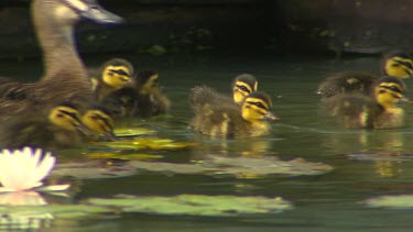 Pacific black duck, ducklings. Yellow plumage with black stripe through eye. Swimming close to water lily pad.