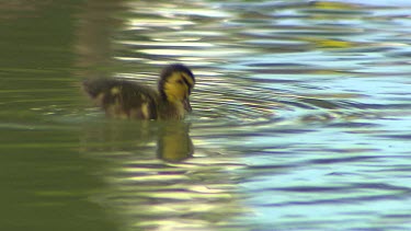 Pacific black duck, ducklings. Yellow plumage with black stripe through eye. Swimming close to water lily pad.