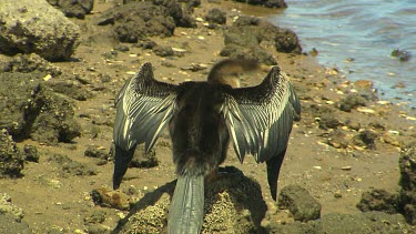 Female or juvenile darter water bird, wings outstretched to dry them in the sun.