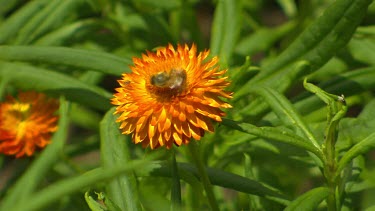 Bee pollinating orange flower, flies off