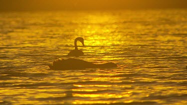 Two swans silhouette on lake, fishing. Sunset lighting.