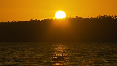 Two swans silhouette on lake, fishing. Sun setting behind on horizon.