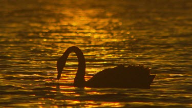 Black swan at sunset in silhouette, swimming and hunting, fishing.