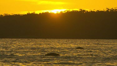 Two swans silhouette on lake, swimming fishing. Sunset lighting.