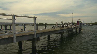 Pier jetty with a big group of pelicans, boats in background. Myall Lakes, New South Wales