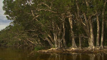 Mangrove or eucalypt forest on edge of lake.