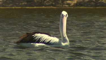 Pelican portrait. Pelican swimming