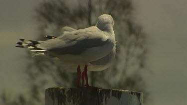 Seagull on post