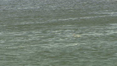Bottlenose dolphins, top shot, in river, lake.