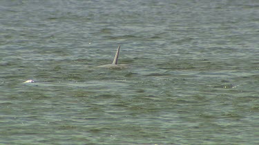 Bottlenose dolphins, top shot, in river, lake.